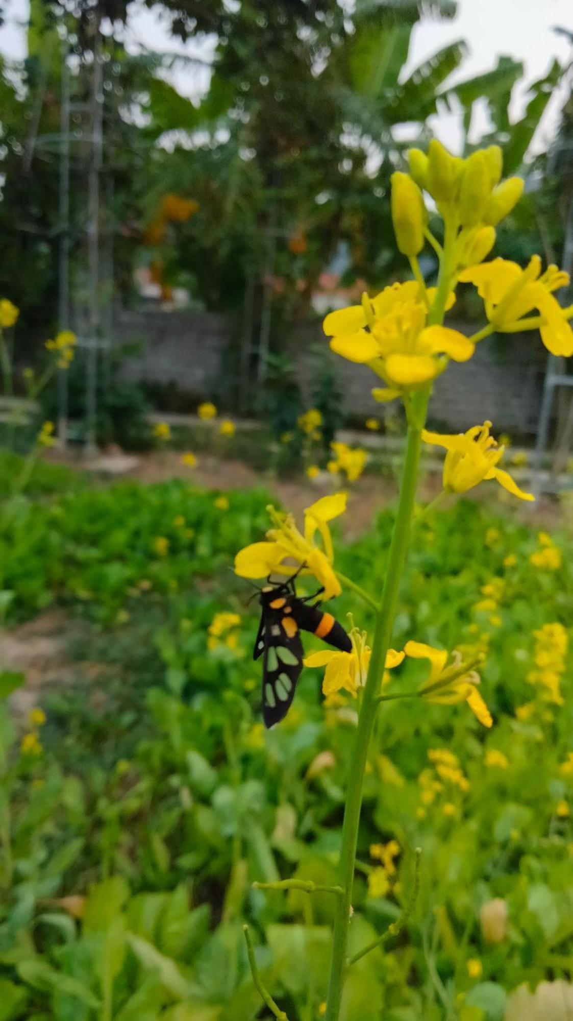 Hang Mua Eco Garden Xuan Son Buitenkant foto